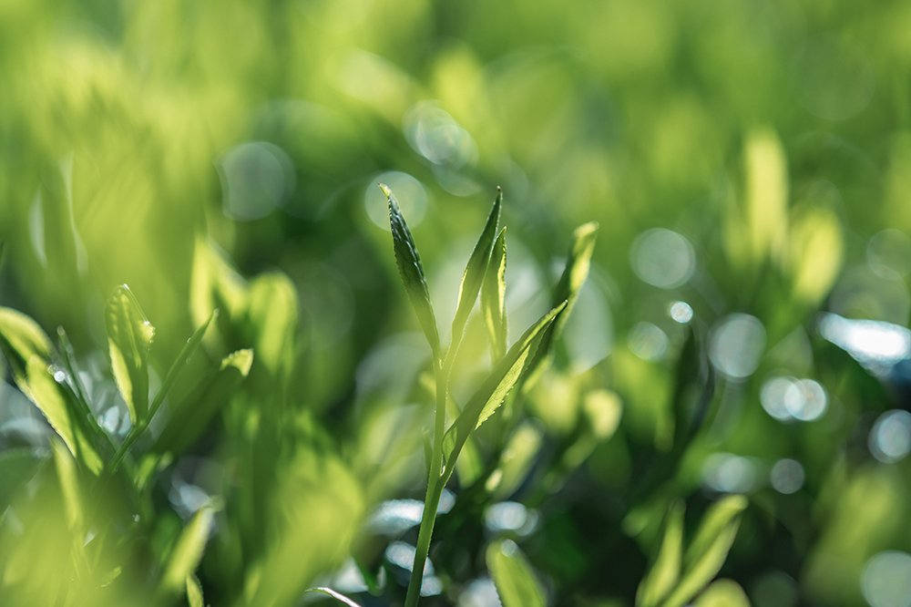 独自原料・独自処方