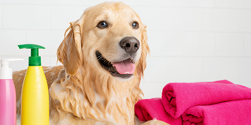 動物用アイテム