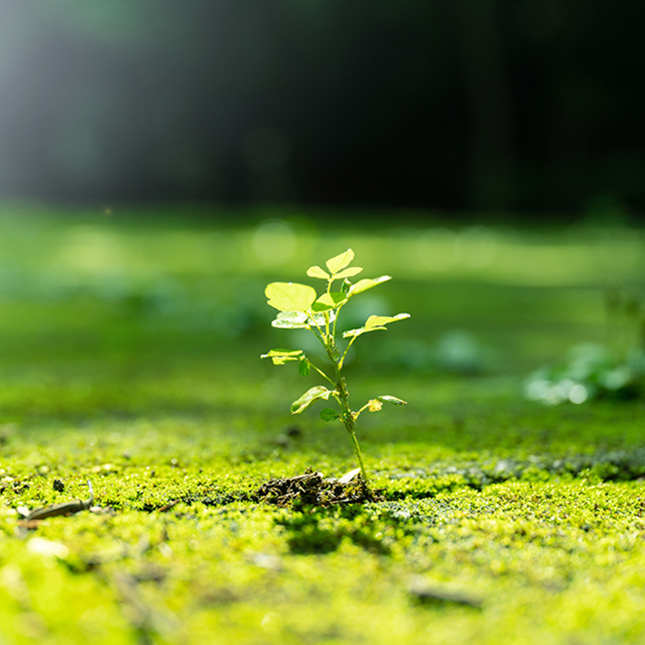 環境への取り組み