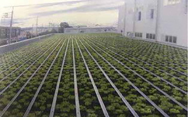 メディコス製薬において屋上に緑地を新設